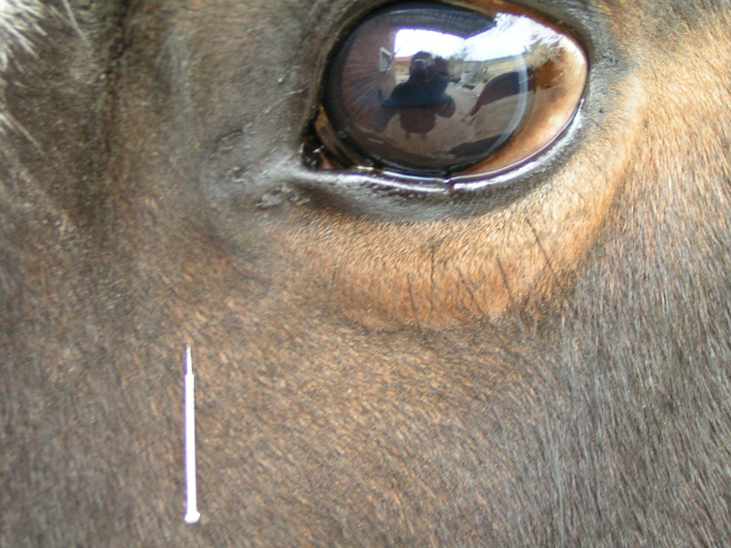 Praxis für Tierakupunktur